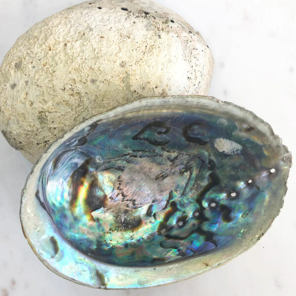 Abalone Shell Front and Back2